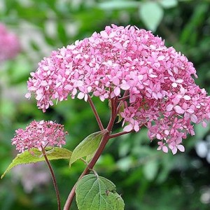 Саженец гортензии древовидной  Инвизибл Спирит (Pink Annabelle)