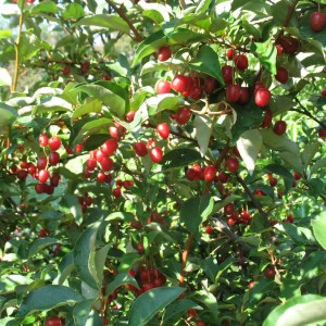 Саженец гуми Монерон