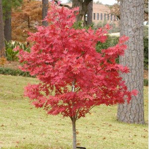 Саженец клёна Краснолистного (20-40 см)