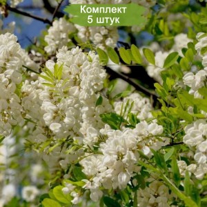 Саженцы акации белой (Робинии) Фризиа (Frisia) -  комплект 5 шт.