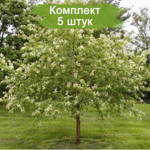 Сеянцы Черёмухи Маака ( 15-20 см) -  комплект 5 шт.