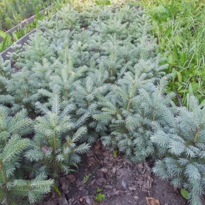 Саженцы Ели Голубой Глаука (Glauca) 20-40 см -  комплект 5 шт.