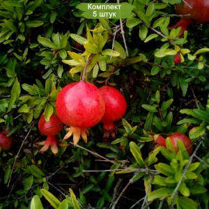 Саженцы граната Гюлейша красная -  комплект 5 шт.