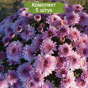 Саженцы сиреневой хризантемы мультифлоры Брансаунд Пурпл /Брансаунд Пёпл Bransound Purple -  комплект 5 шт.