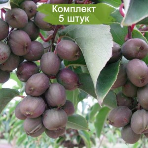 Саженцы киви Иссаи  (Issai) -  комплект 5 шт.