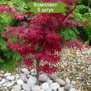 Сеянцы клёна клёна Краснолистного (до 20 см) -  комплект 5 шт.