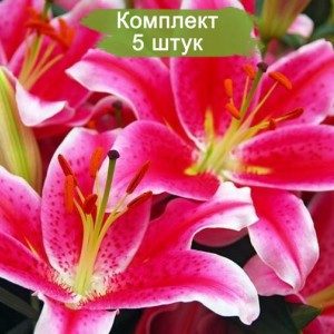 Луковицы лилии Старлайт экспресс (Starlight Express) -  комплект 5 шт.