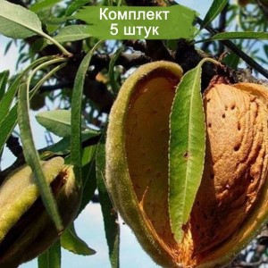 Саженцы миндаля Никитский -  комплект 5 шт.