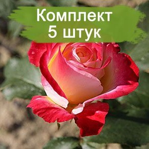 Саженцы чайно-гибридной розы Биколетте (Bicolette) -  комплект 5 шт.