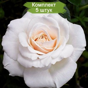 Саженцы плетистой розы Пенни Лэйн (Penny Lane) -  комплект 5 шт.