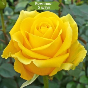 Саженцы чайно-гибридной розы Скайлайн (Skyline) -  комплект 5 шт.