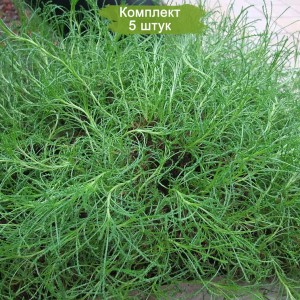 Саженцы сантолины Розмаринолистной  -  комплект 5 шт.