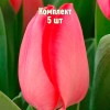 Комплект 5шт / Тюльпан Барре Альта