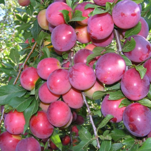 Саженец средней красной сливы колоновидной Оленька