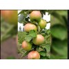 Яблоня Янтарное Ожерелье (колоновидная)