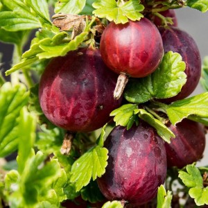 Саженец крыжовника Русский